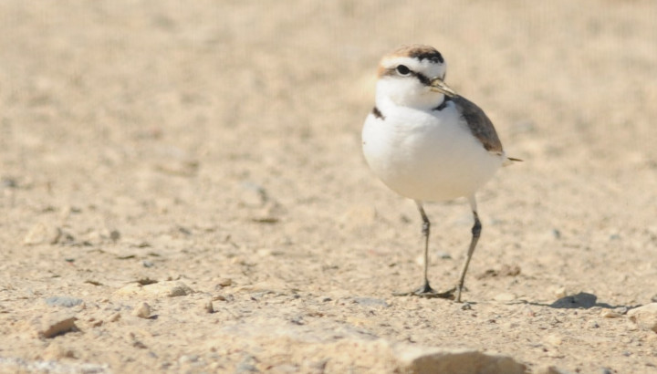 Gravelots à collier interrompu et laisse de mer